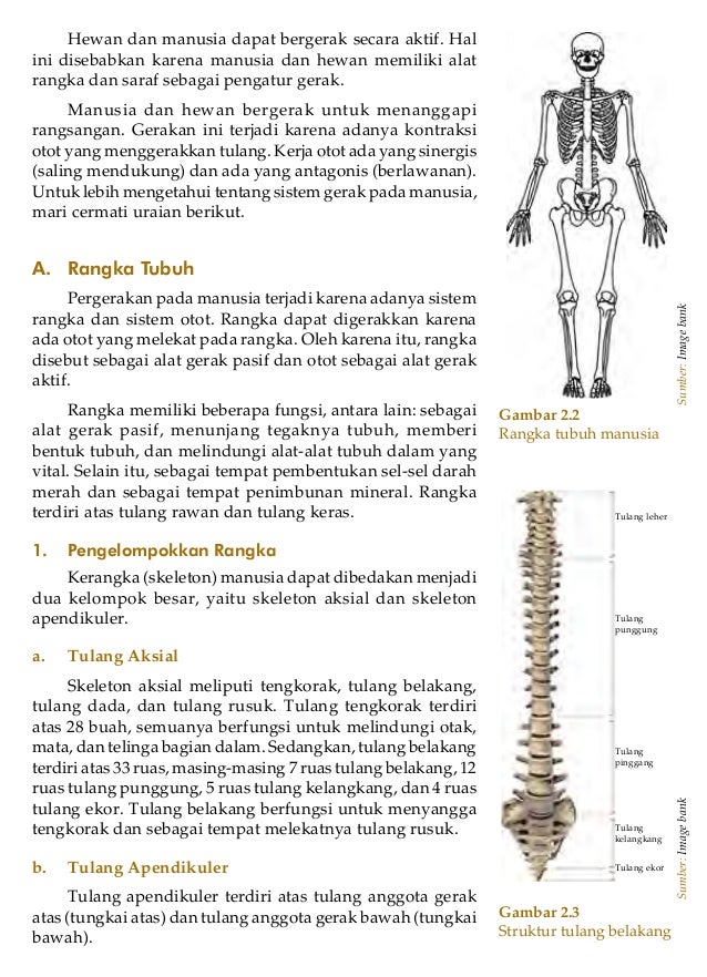 Sistem Gerak  Pada  Manusia