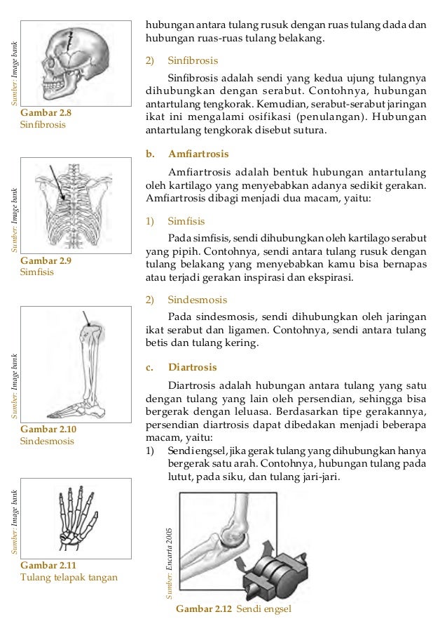 Sistem Gerak Pada Manusia