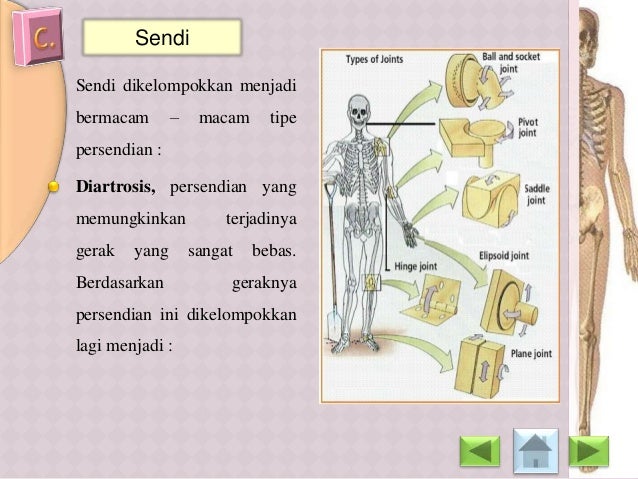 Biologi SMA Bab Sistem gerak pada manusia