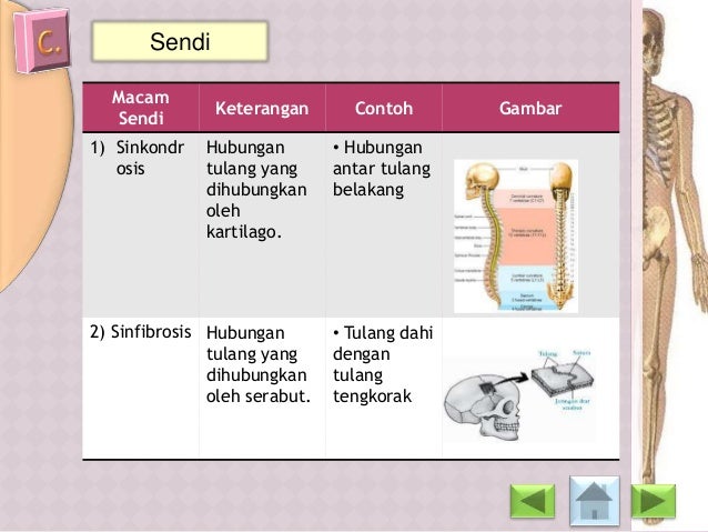 Biologi SMA - Bab Sistem gerak pada manusia