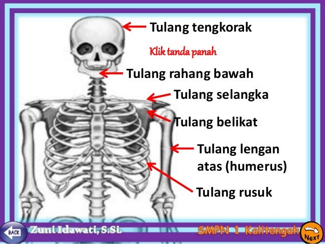 Tulang Rusuk Tulang Jari Kaki Dan Tulang Tengkorak Secara 