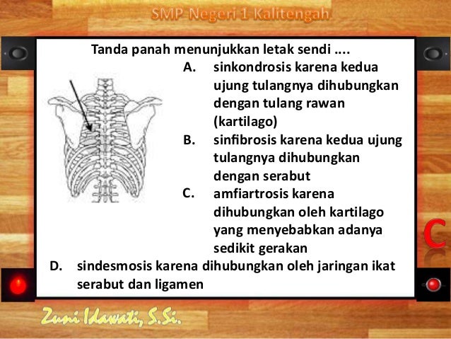 Sistem Gerak Manusia 79407488