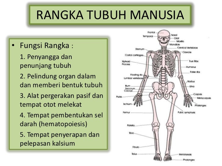 Hasil gambar untuk fungsi rangka