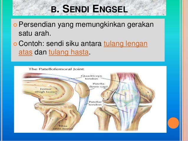 Sistem Gerak Pada Manusia