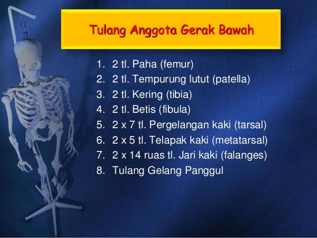 Sistem Gerak Pada Manusia 26636488