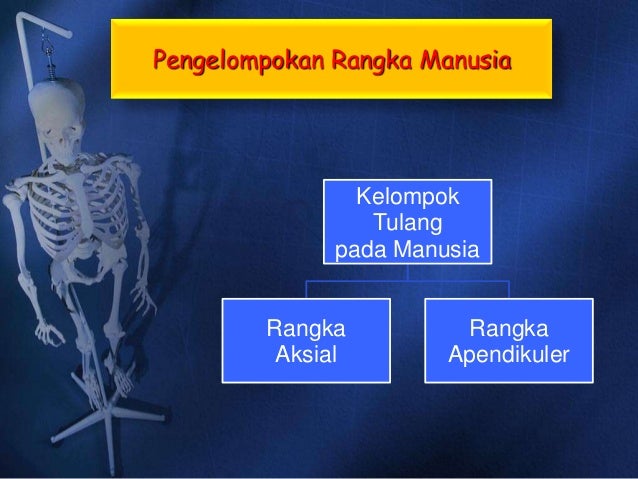Sistem gerak pada manusia