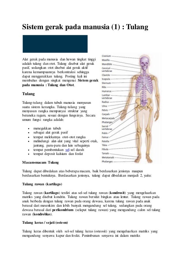 Sistem gerak  pada manusia 1 tulang