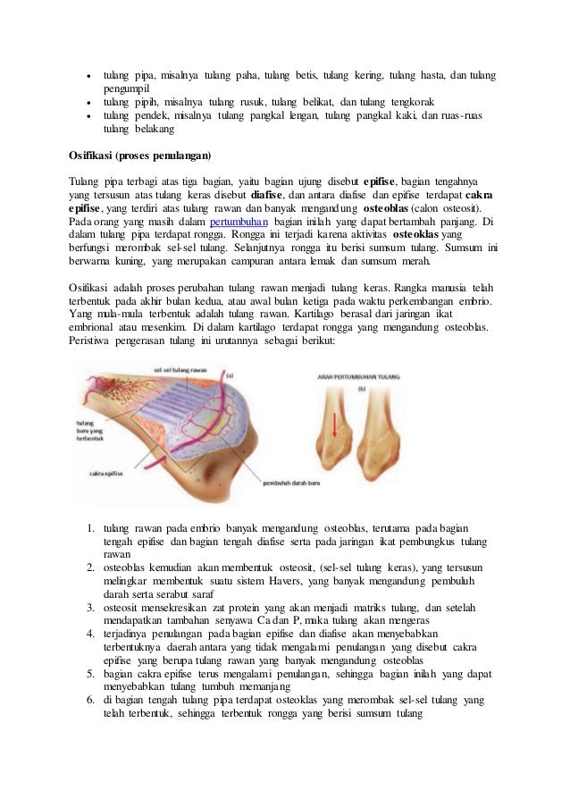 Sistem Gerak Pada Manusia 1 Tulang