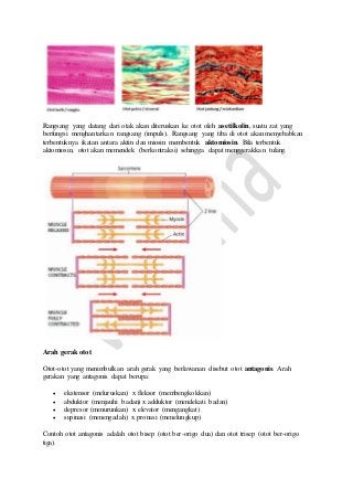 Rangsang yang datang dari otak akan diteruskan ke otot oleh asetilkolin, suatu zat yang 
berfungsi menghantarkan rangsang (impuls). Rangsang yang tiba di otot akan menyebabkan 
terbentuknya ikatan antara aktin dan miosin membentuk aktomiosin. Bila terbentuk 
aktomiosin, otot akan memendek (berkontraksi) sehingga dapat menggerakkan tulang. 
Arah gerak otot 
Otot-otot yang menimbulkan arah gerak yang berlawanan disebut otot antagonis. Arah 
gerakan yang antagonis dapat berupa: 
 ekstensor (meluruskan) x fleksor (membengkokkan) 
 abduktor (menjauhi badan) x adduktor (mendekati badan) 
 depresor (menurunkan) x elevator (mengangkat) 
 supinasi (menengadah) x pronasi (menelungkup) 
Contoh otot antagonis adalah otot bisep (otot ber-origo dua) dan otot trisep (otot ber-origo 
tiga). 
 