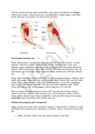 Otot-otot yang bekerjasama untuk menimbulkan suatu gerak searah disebut otot sinergis. 
Contoh gerak sinergis adalah gerak pronasi (menelungkupkan telapak tangan) yang timbul 
karena kerjasama otot pronator teres dan pronator kuadratus. 
Energi untuk kontraksi otot 
Energi untuk kontraksi otot diperoleh dari penguraian ATP (Adenosin trifosfat). Sewaktu 
kontraksi ATP terurai menjadi ADP (Adenosin difosfat) dan melepaskan energi yang 
digunakan untuk mengikatkan aktin dan miosin. Selanjutnya ADP masih dapat dipecah lagi 
menjadi AMP dan melepaskan energi. Bila ATP dan ADP dalam otot telah habis, maka otot 
tidak mampu lagi berkontraksi. Untuk dapat berkontraksi kembali maka ATP harus dibentuk 
lagi. 
Energi untuk membentuk kembali ATP berasal dari hasil penguraian glikogen. Glikogen akan 
diubah dulu menjadi laktasidogen lalu diubah menjadi glukosa (bentuk gula yang larut dalam 
darah). Glukosa akan dioksidasi secara aerob dan menghasilkan energi untuk mengikatkan 
gugus P pada ADP sehingga terbentuk ATP yang siap kembali digunakan untuk sumber 
energi bagi kontraksi otot. Proses respirasi aerob ini dilepaskan CO2 dan H2O. 
Bila otot bekerja amat keras diperlukan banyak ATP yang tidak bisa tercukupi dengan 
respirasi aerob saja. Untuk itu selain respirasi aerob, juga berlangsung respirasi anaerob 
dimana glukosa dipecah tanpa oksigen menghasilkan energi dan CO2 dengan hasil samping 
asam laktat yang menyebabkan lelah dan linu pada otot. 
Kelainan dan gangguan pada sistem gerak 
Tulang sebagai organ tubuh sering mengalami gangguan ataupun kelainan. Kelainan ini dapat 
disebabkan oleh serangan kuman, kekurangan zat, hormon, vitamin, atau karena sebab-sebab 
lain. 
 Arthritis eksudatif, infeksi sendi oleh kuman (gonorhoeo atau sifilis) 
 