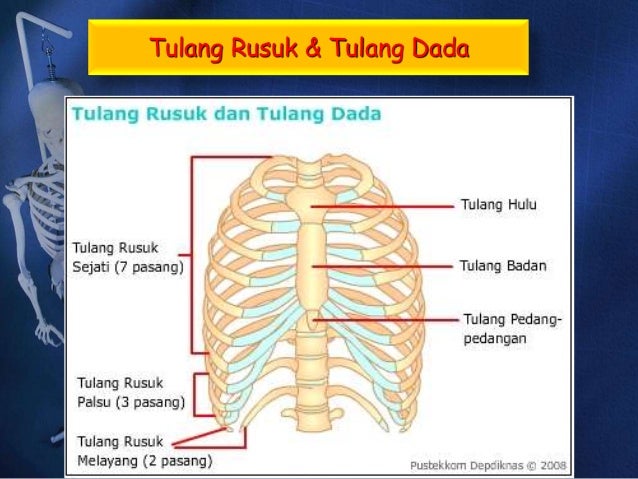 Sistem Gerak Pada Manusia
