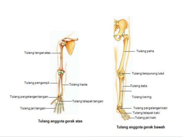 Sistem gerak pada manusia Sistem gerak pada manusia