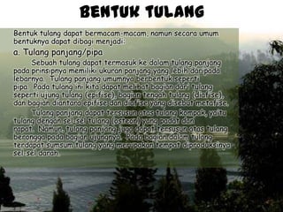 Bentuk tulang
Bentuk tulang dapat bermacam-macam, namun secara umum
bentuknya dapat dibagi menjadi:

a. Tulang panjang/pipa

Sebuah tulang dapat termasuk ke dalam tulang panjang
pada prinsipnya memiliki ukuran panjang yang lebih daripada
lebarnya. Tulang panjang umumnya berbentuk seperti
pipa. Pada tulang ini kita dapat melihat bagian dari tulang
seperti ujung tulang (epifise), bagian tengah tulang (diafise),
dan bagian diantara epifise dan diafise yang disebut metafise.
Tulang panjang dapat tersusun atas tulang kompak, yaitu
tulang dengan sel-sel tulang (osteon) yang padat dan
rapat. Namun, tulang panjang juga dapat tersusun atas tulang
berongga pada bagian ujungnya. Pada bagian dalam tulang
terdapat sumsum tulang yang merupakan tempat diproduksinya
sel-sel darah.

 