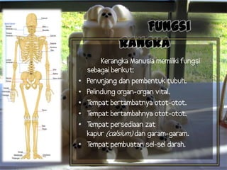 Fungsi
Rangka
•
•
•
•
•
•

Kerangka Manusia memiliki fungsi
sebagai berikut:
Penun
jang dan pembentuk tubuh.
Pelindung organ-organ vital.
Tempat bertambatnya otot-otot.
Tempat bertambahnya otot-otot.
Tempat persediaan zat
kapur (calsium) dan garam-garam.
Tempat pembuatan sel-sel darah.

 