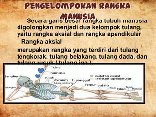 Pengelompokan Rangka
Manusia tubuh manusia
Secara garis besar rangka
digolongkan menjadi dua kelompok tulang,
yaitu rangka aksial dan rangka apendikuler
Rangka aksial
merupakan rangka yang terdiri dari tulang
tengkorak, tulang belakang, tulang dada, dan
tulang rusuk ( tulang iga ).

 
