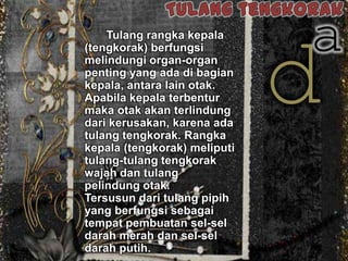 Tulang rangka kepala
(tengkorak) berfungsi
melindungi organ-organ
penting yang ada di bagian
kepala, antara lain otak.
Apabila kepala terbentur
maka otak akan terlindung
dari kerusakan, karena ada
tulang tengkorak. Rangka
kepala (tengkorak) meliputi
tulang-tulang tengkorak
wajah dan tulang
pelindung otak.
Tersusun dari tulang pipih
yang berfungsi sebagai
tempat pembuatan sel-sel
darah merah dan sel-sel
darah putih.

a

 