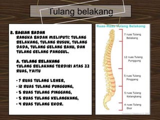 Tulang belakang
2. Bagian Badan
Rangka badan meliputi: tulang
belakang, tulang rusuk, tulang
dada, tulang gelang bahu, dan
tulang gelang panggul.
a. Tulang Belakang
Tulang belakang terdiri atas 33
ruas, yaitu
· 7 ruas tulang leher,
· 12 ruas tulang punggung,
· 5 ruas tulang pinggang,
· 5 ruas tulang kelangkang,
· 4 ruas tulang ekor.

 