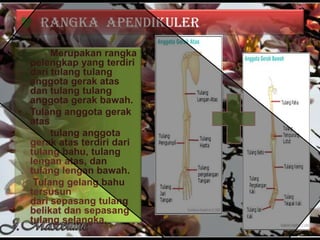 Rangka Apendikuler
Merupakan rangka
pelengkap yang terdiri
dari tulang tulang
anggota gerak atas
dan tulang tulang
anggota gerak bawah.
• Tulang anggota gerak
atas
tulang anggota
gerak atas terdiri dari
tulang bahu, tulang
lengan atas, dan
tulang lengan bawah.
Tulang gelang bahu
tersusun
dari sepasang tulang
belikat dan sepasang
tulang selangka.

 