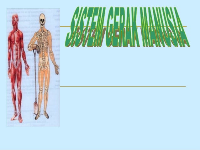 Sistem Gerak Pada Manusia