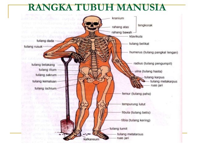 Sistem Gerak Pada Manusia