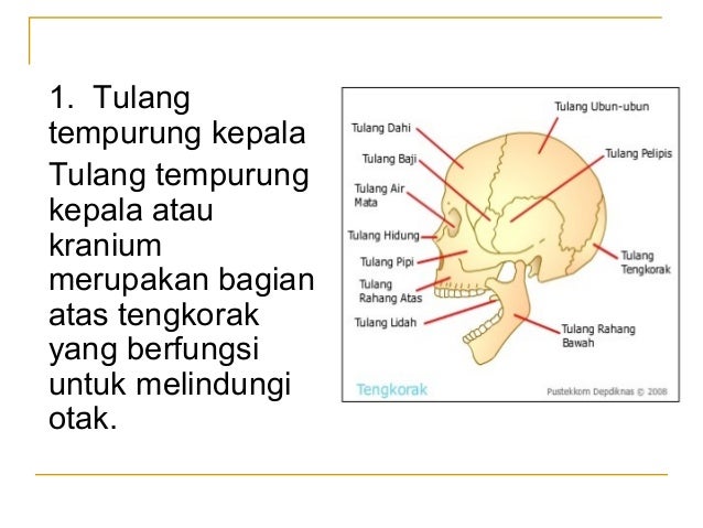 Gambar Tengkorak Manusia Biologi - Arini Gambar