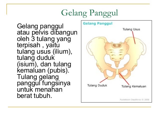 SISTEM GERAK PADA MANUSIA KELAS XI IPA