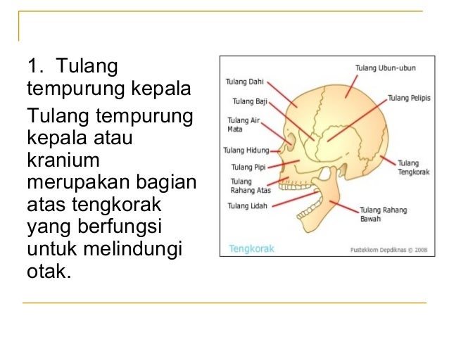 Sistem Gerak Pada Manusia Kelas 11