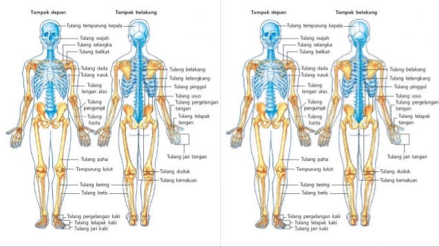 SISTEM GERAK PADA MANUSIA