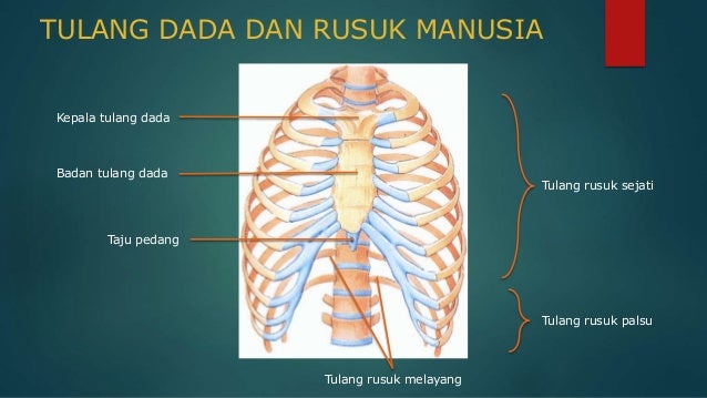 Sistem Gerak Pada Manusia