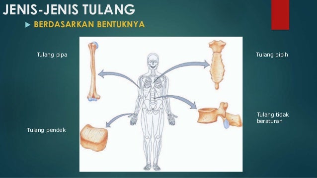 SISTEM GERAK PADA MANUSIA SISTEM GERAK PADA MANUSIA