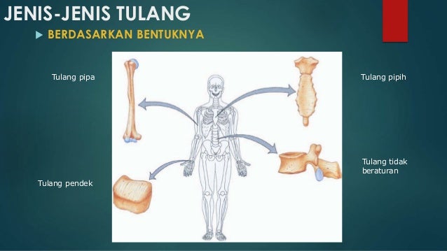 SISTEM GERAK PADA MANUSIA