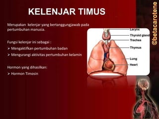 KELENJAR TIMUS
Merupakan kelenjar yang bertanggungjawab pada
pertumbuhan manusia.
Fungsi kelenjar ini sebagai :
 Mengaktifkan pertumbuhan badan
 Mengurangi aktivitas pertumbuhan kelamin

Hormon yang dihasilkan:
 Hormon Timosin

 