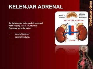 KELENJAR ADRENAL
Terdiri atas dua jaringan aktif penghasil
hormon yang secara struktur dan
fungsinya berbeda, yaitu:
–
–

adrenal korteks
adrenal medulla.

 