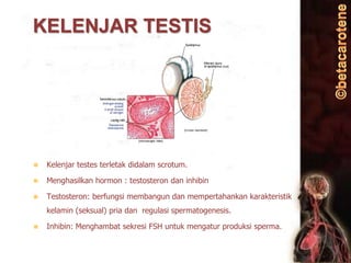 KELENJAR TESTIS



Kelenjar testes terletak didalam scrotum.



Menghasilkan hormon : testosteron dan inhibin



Testosteron: berfungsi membangun dan mempertahankan karakteristik
kelamin (seksual) pria dan regulasi spermatogenesis.



Inhibin: Menghambat sekresi FSH untuk mengatur produksi sperma.

 