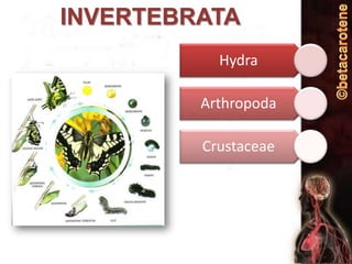 INVERTEBRATA
Hydra
Arthropoda
Crustaceae

 