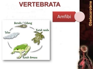 VERTEBRATA
Amfibi

 