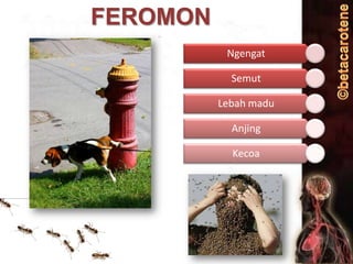 FEROMON
Ngengat
Semut
Lebah madu
Anjing
Kecoa

 
