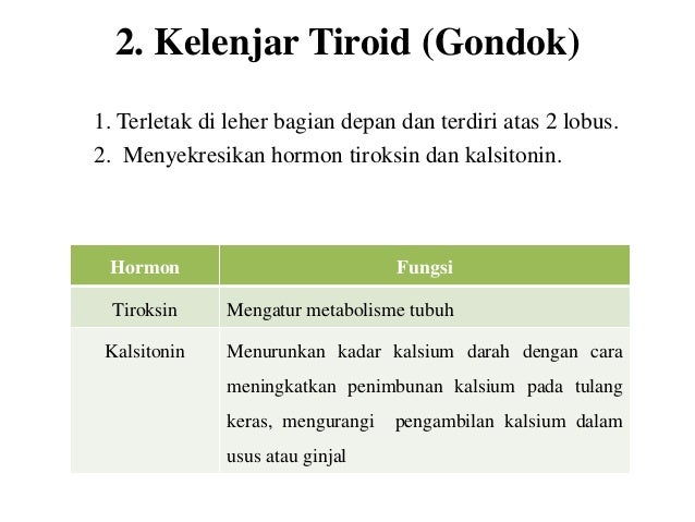 Sistem hormon manusia
