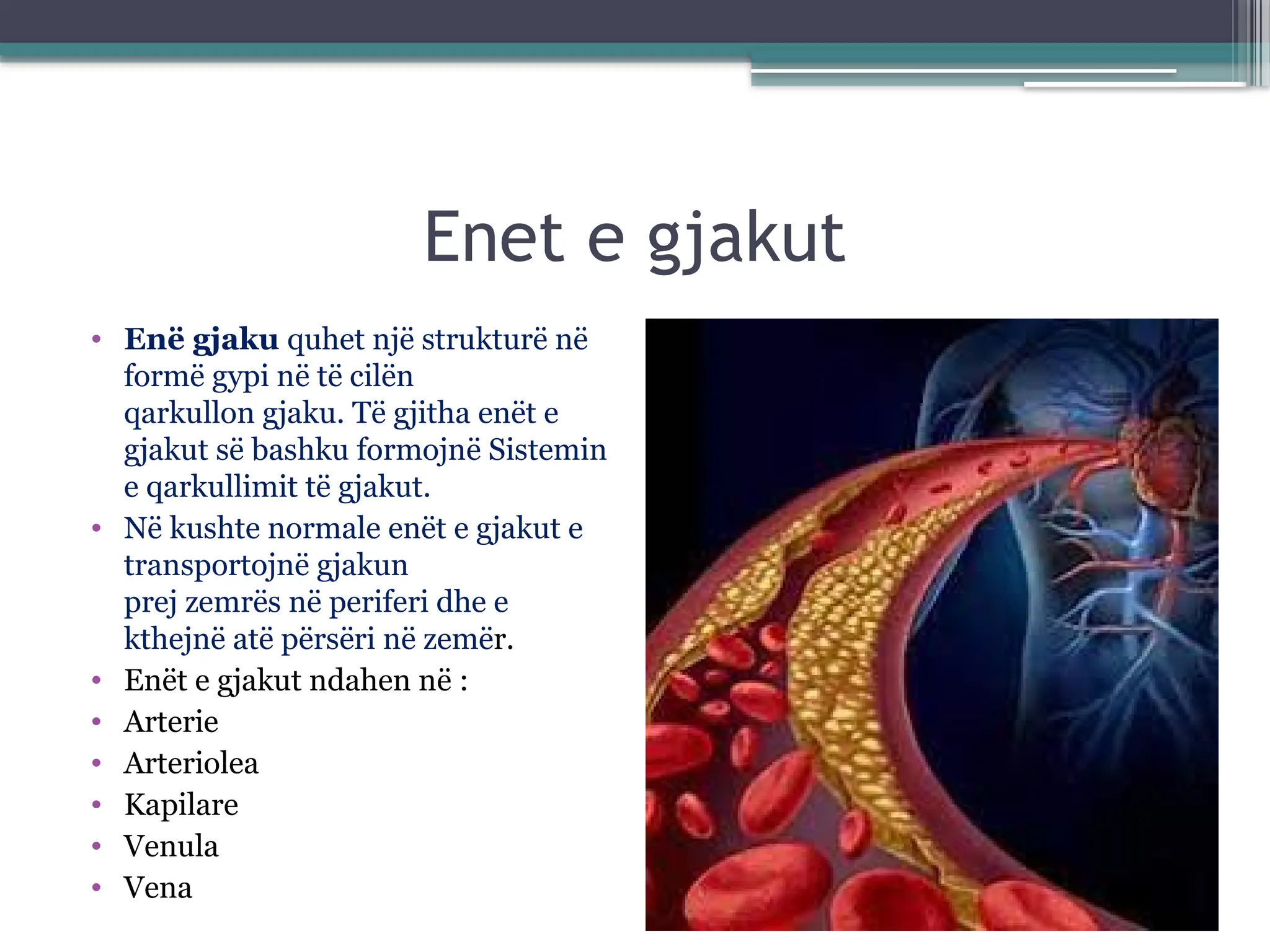 Sistemi i qarkullimit te gjakut biologji.pptx