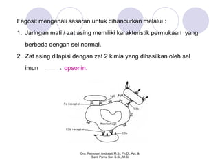 Fagosit mengenali sasaran untuk dihancurkan melalui :
1. Jaringan mati / zat asing memiliki karakteristik permukaan yang
   berbeda dengan sel normal.
2. Zat asing dilapisi dengan zat 2 kimia yang dihasilkan oleh sel
   imun          opsonin.




                       Dra. Retnosari Andrajati M.S., Ph.D., Apt. &
                              Santi Purna Sari S.Si., M.Si
 