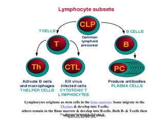 Lymphocytes originate as stem cells in the bone marrow. Some migrate to the
                        Thymus & develop into T-cells;
others remain in the Bone marrow & develop into B-cells. Both B- & T-cells then
                        Dra. Retnosari Andrajati M.S., Ph.D., Apt. &
                           migrate to lymphoid tissue.
                               Santi Purna Sari S.Si., M.Si
 