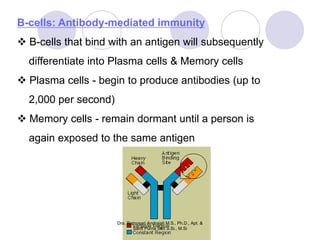 B-cells: Antibody-mediated immunity
 B-cells that bind with an antigen will subsequently
  differentiate into Plasma cells & Memory cells
 Plasma cells - begin to produce antibodies (up to
  2,000 per second)
 Memory cells - remain dormant until a person is
  again exposed to the same antigen




                      Dra. Retnosari Andrajati M.S., Ph.D., Apt. &
                             Santi Purna Sari S.Si., M.Si
 