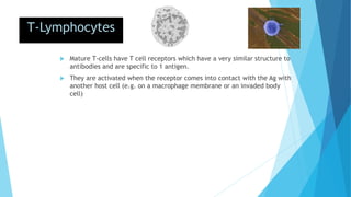 T-Lymphocytes
 Mature T-cells have T cell receptors which have a very similar structure to
antibodies and are specific to 1 antigen.
 They are activated when the receptor comes into contact with the Ag with
another host cell (e.g. on a macrophage membrane or an invaded body
cell)
 