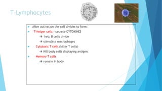 T-Lymphocytes
 After activation the cell divides to form:
 T-helper cells – secrete CYTOKINES
 help B cells divide
 stimulate macrophages
 Cytotoxic T cells (killer T cells)
 Kill body cells displaying antigen
 Memory T cells
 remain in body
 