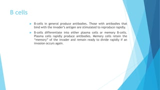 B cells
 B-cells in general produce antibodies. Those with antibodies that
bind with the invader’s antigen are stimulated to reproduce rapidly.
 B-cells differentiate into either plasma cells or memory B-cells.
Plasma cells rapidly produce antibodies. Memory cells retain the
“memory” of the invader and remain ready to divide rapidly if an
invasion occurs again.
 