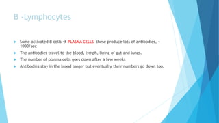B -Lymphocytes
 Some activated B cells  PLASMA CELLS these produce lots of antibodies, <
1000/sec
 The antibodies travel to the blood, lymph, lining of gut and lungs.
 The number of plasma cells goes down after a few weeks
 Antibodies stay in the blood longer but eventually their numbers go down too.
 
