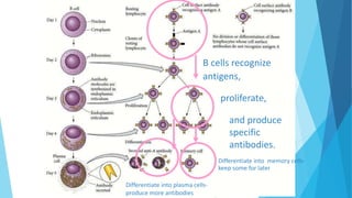 B cells recognize
antigens,
Differentiate into plasma cells-
produce more antibodies
Differentiate into memory cells-
keep some for later
proliferate,
and produce
specific
antibodies.
 