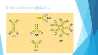 Different Immunoglobulins
 