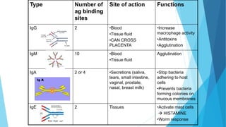 Type Number of
ag binding
sites
Site of action Functions
IgG 2 •Blood
•Tissue fluid
•CAN CROSS
PLACENTA
•Increase
macrophage activity
•Antitoxins
•Agglutination
IgM 10 •Blood
•Tissue fluid
Agglutination
IgA 2 or 4 •Secretions (saliva,
tears, small intestine,
vaginal, prostate,
nasal, breast milk)
•Stop bacteria
adhering to host
cells
•Prevents bacteria
forming colonies on
mucous membranes
IgE 2 Tissues •Activate mast cells
 HISTAMINE
•Worm response
 