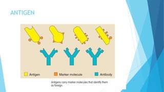 ANTIGEN
 